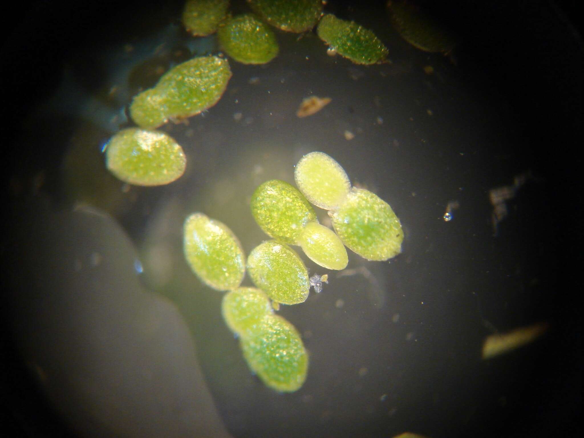 Image of Brazilian water meal