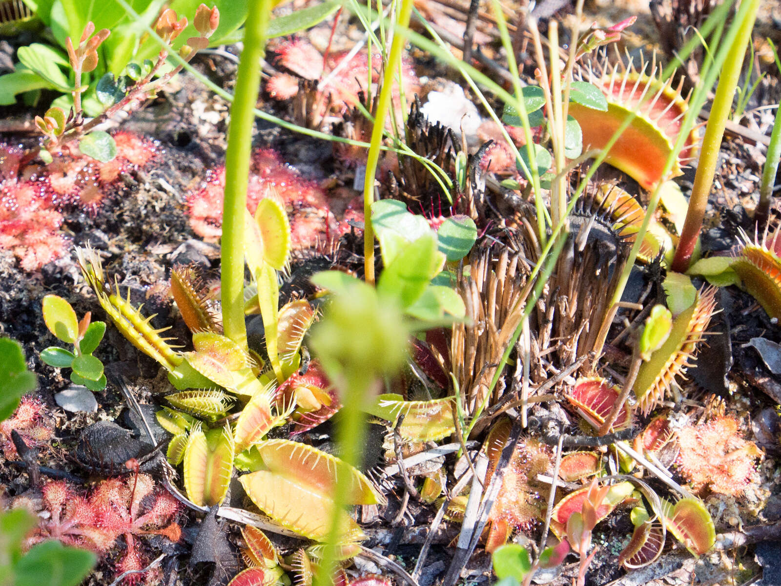 Image of Dionaea