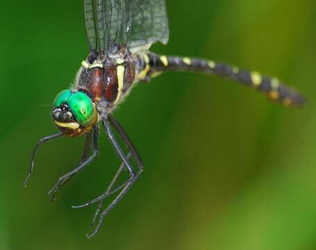 Image of Macromia margarita Westfall 1947