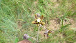 Image of Aspidonepsis reenensis (N. E. Br.) A. Nicholas & D. J. Goyder
