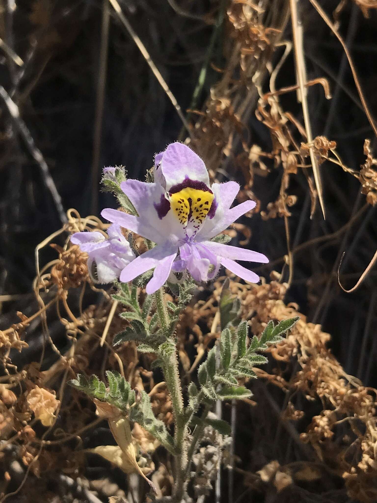 Image of poorman's orchid