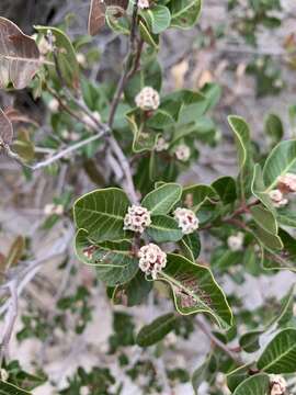 Image of Kearney's sumac