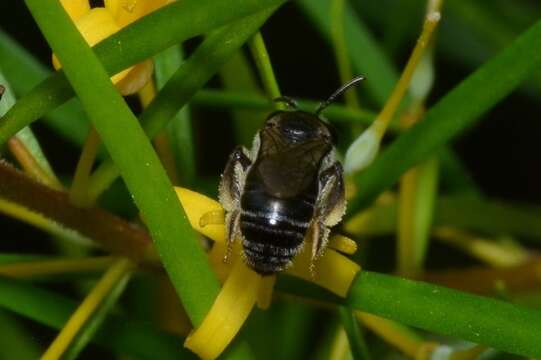 Leioproctus incanescens (Cockerell 1913) resmi