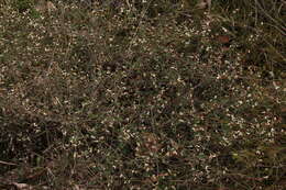 صورة Spyridium thymifolium Reiss.