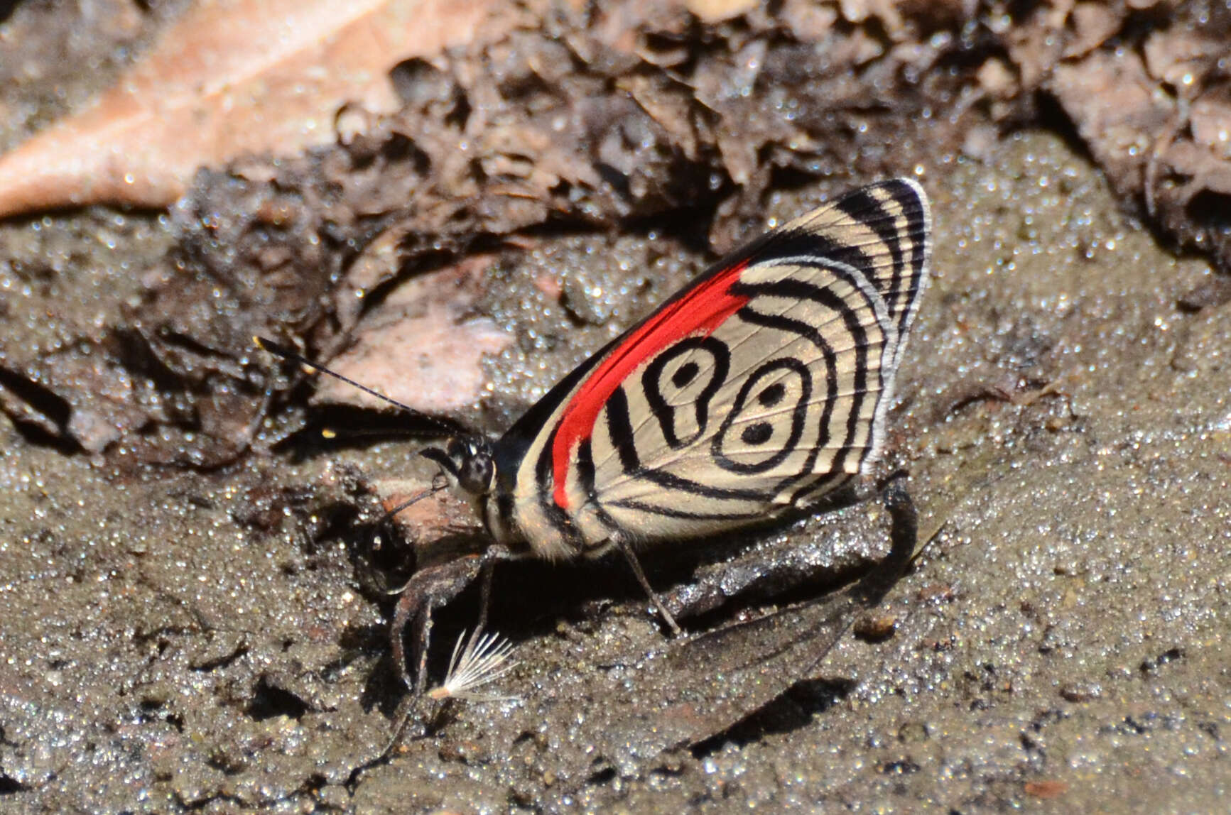 Слика од Diaethria clymena marchalii