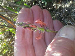 Image of Indigofera procumbens L.