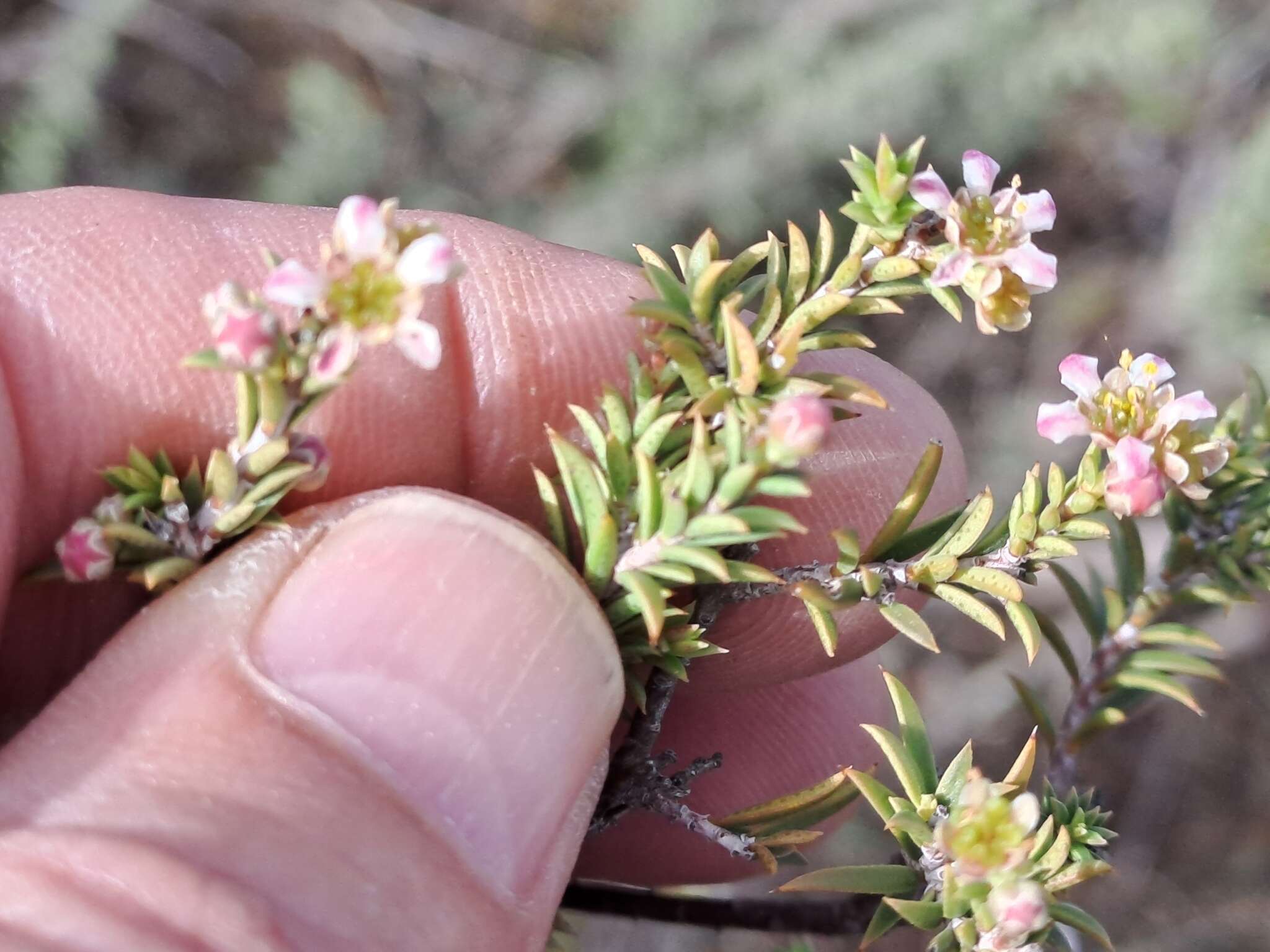 Image of Diosma aspalathoides Lam.