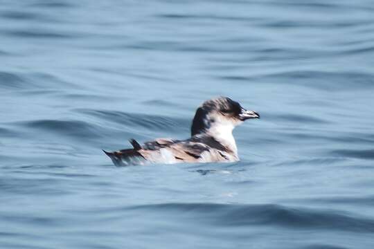 Image of Peruvian Diving Petrel