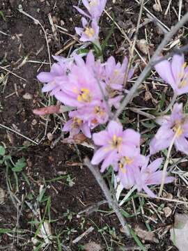 Image of Colchicum stevenii Kunth