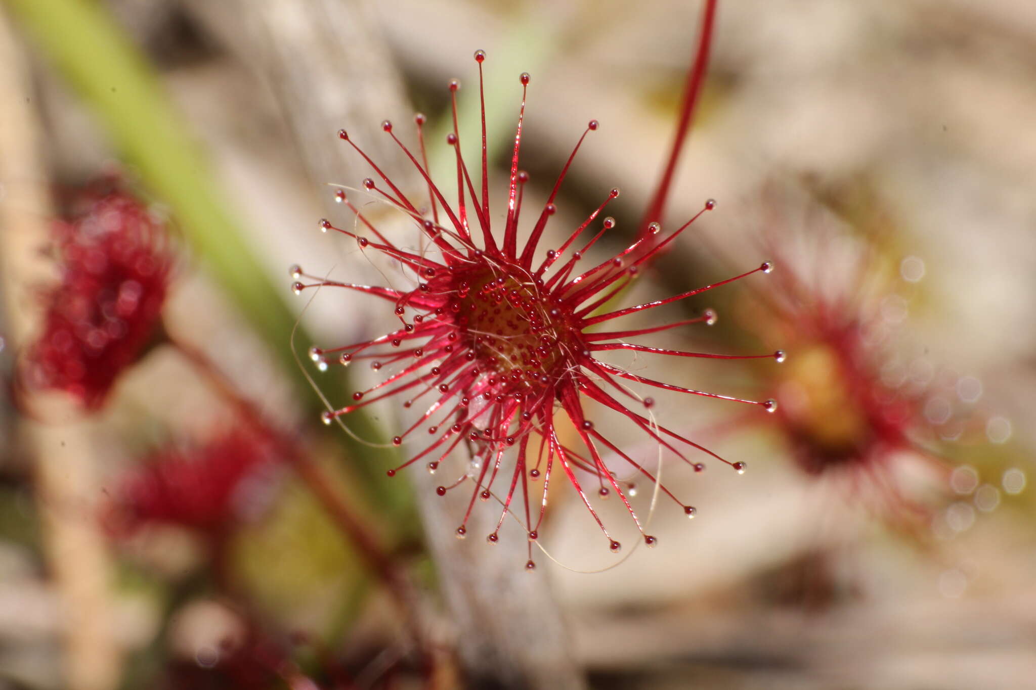 Drosera fimbriata De Buhr的圖片