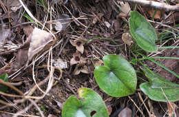 Image of Asarum fauriei var. takaoi (F. Maek.) T. Sugaw.