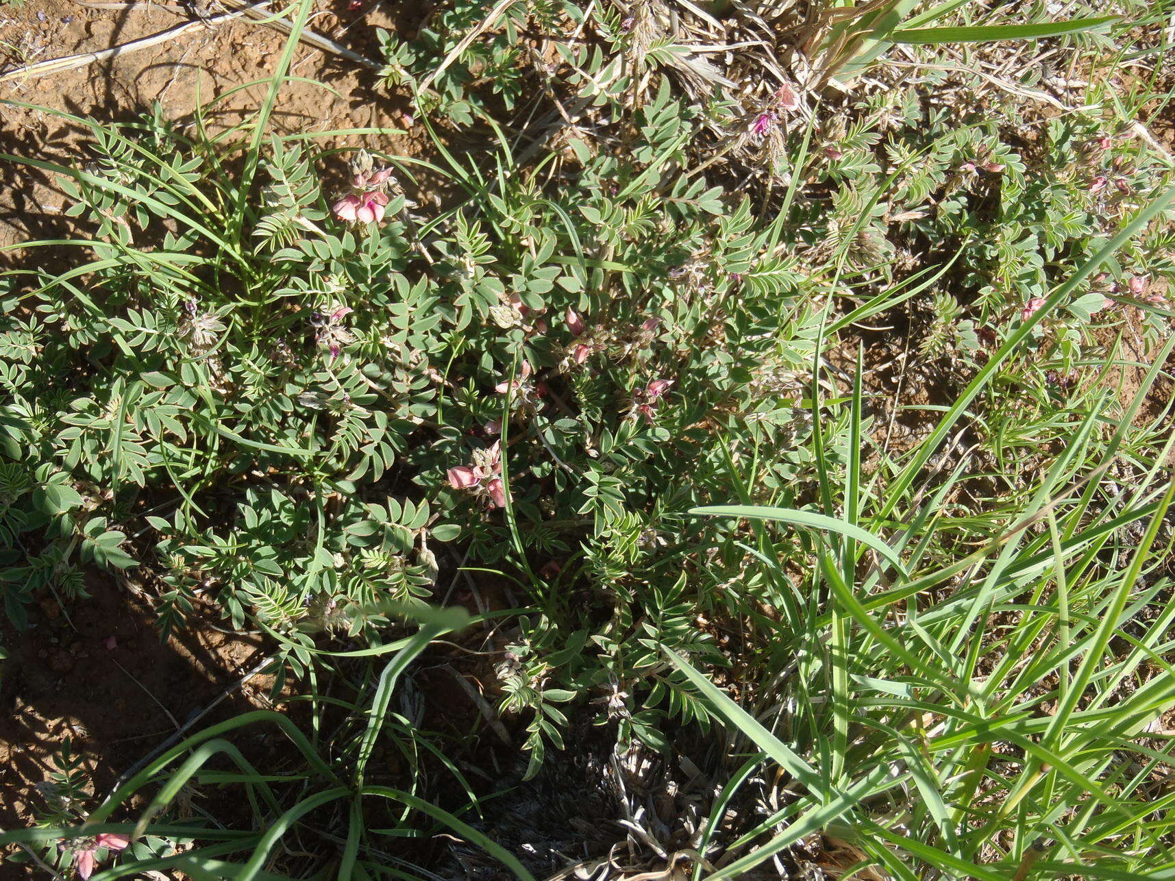 Plancia ëd Indigofera alternans DC.