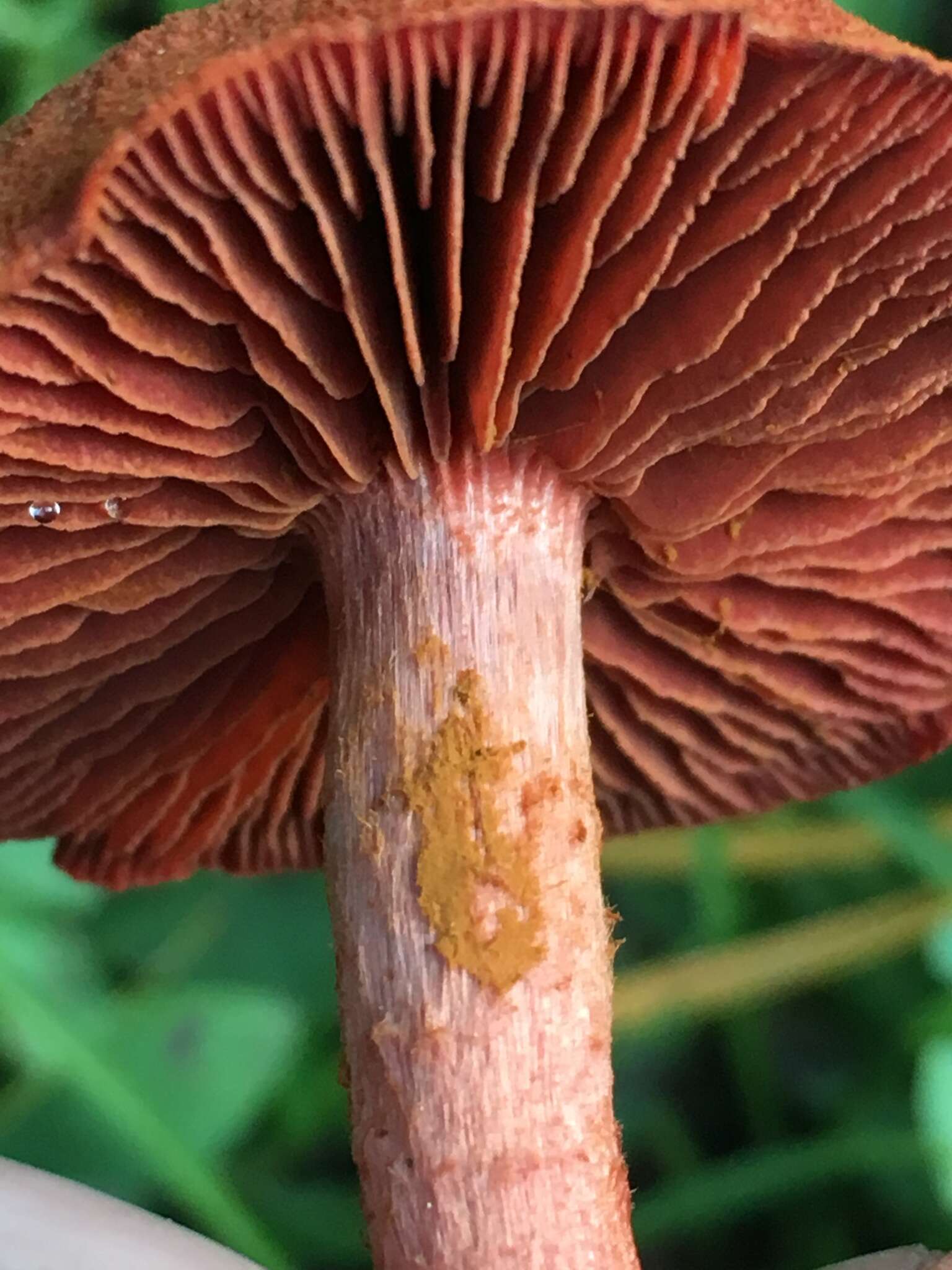 صورة Cortinarius sierraensis (Ammirati) Ammirati, Niskanen & Liimat. 2013