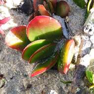 Image of <i>Crassula <i>atropurpurea</i></i> var. atropurpurea