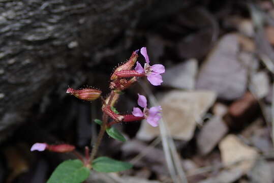 Image of Wright's waxweed