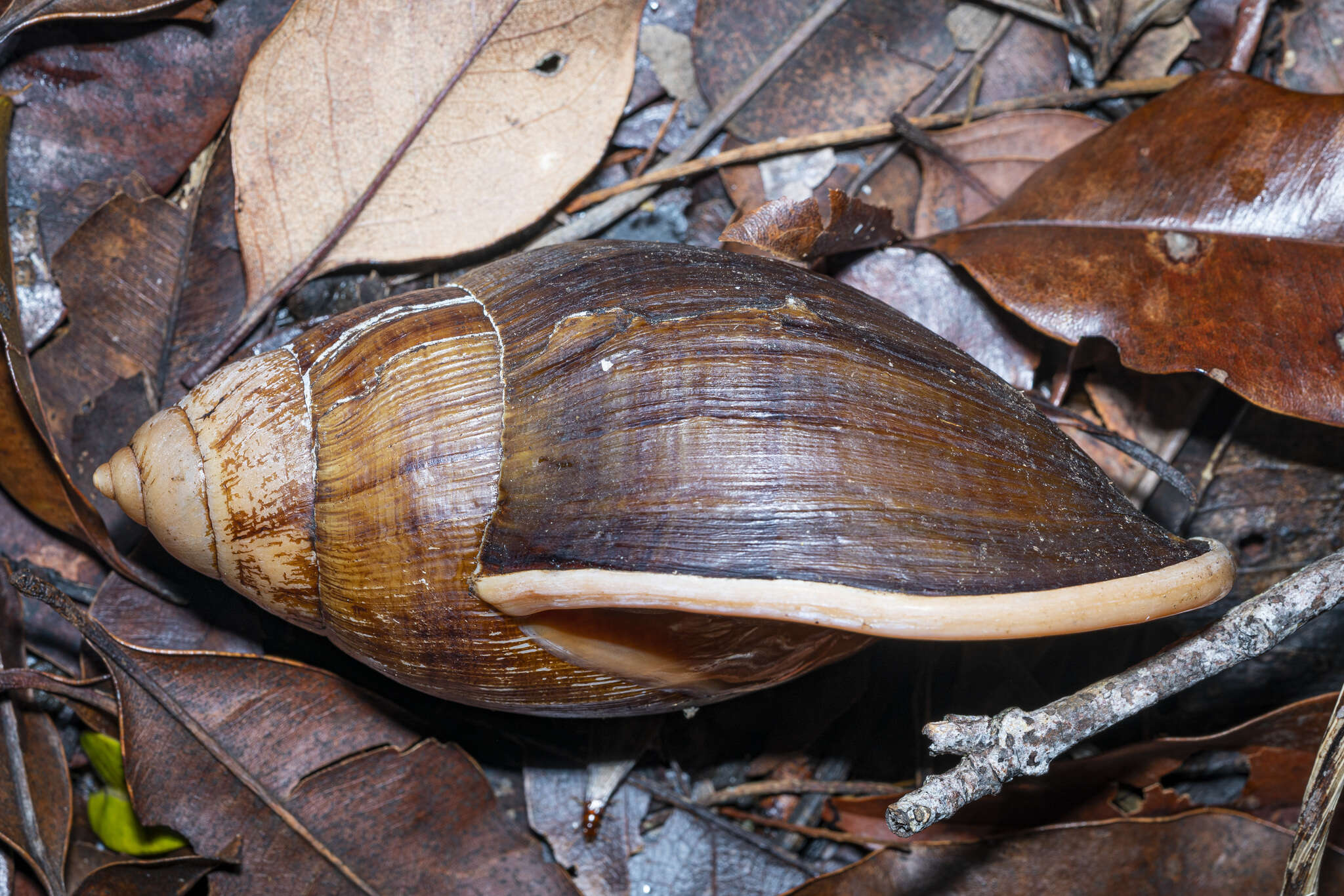 Image of Bothriembryontidae