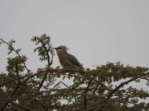 Image of Blue-naped Mousebird