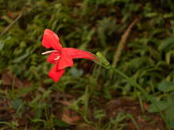 Plancia ëd Ruellia elegans Poir.