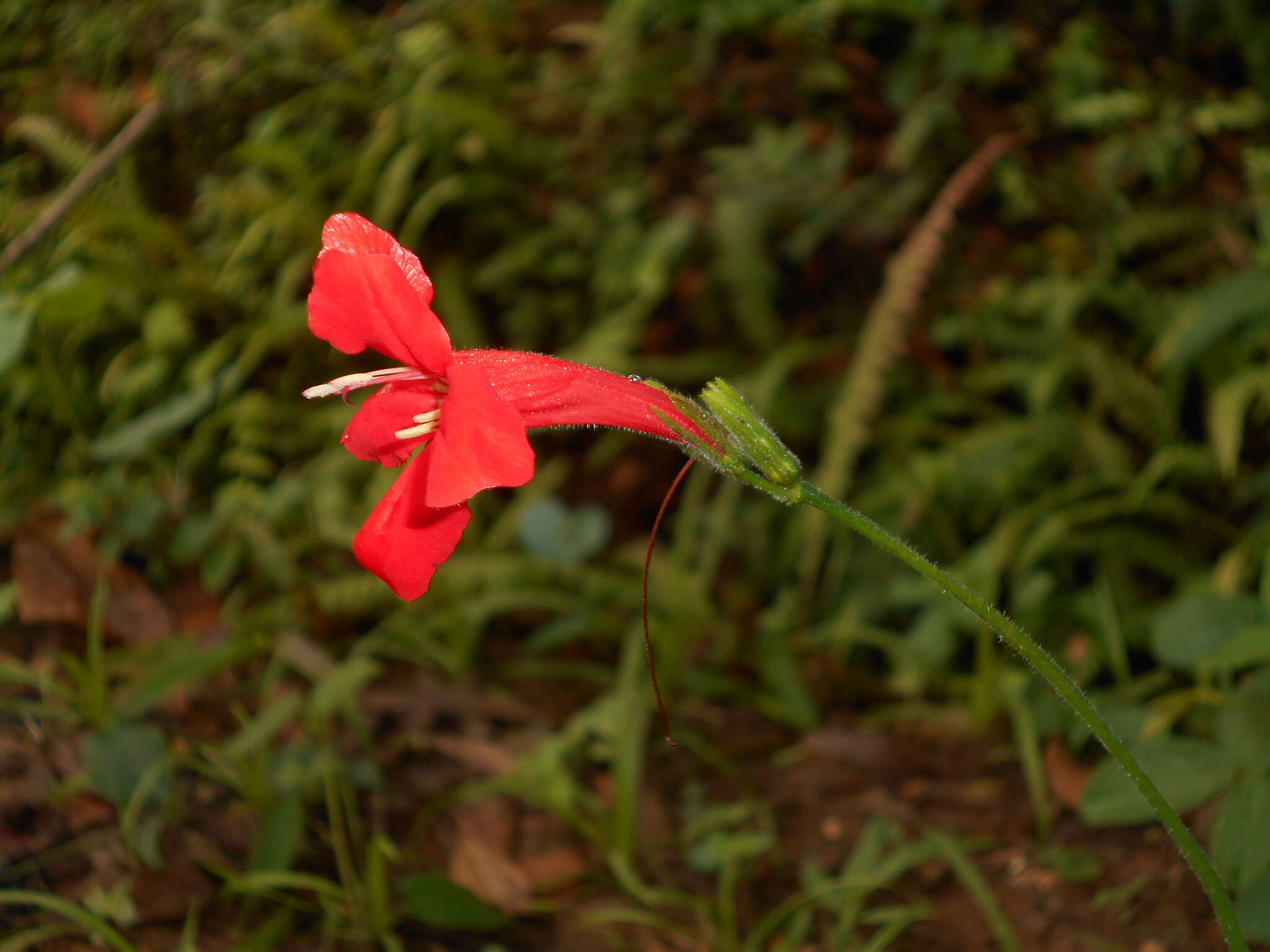 Image of Ruellia elegans Poir.