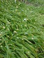 Image of few-flowered leek