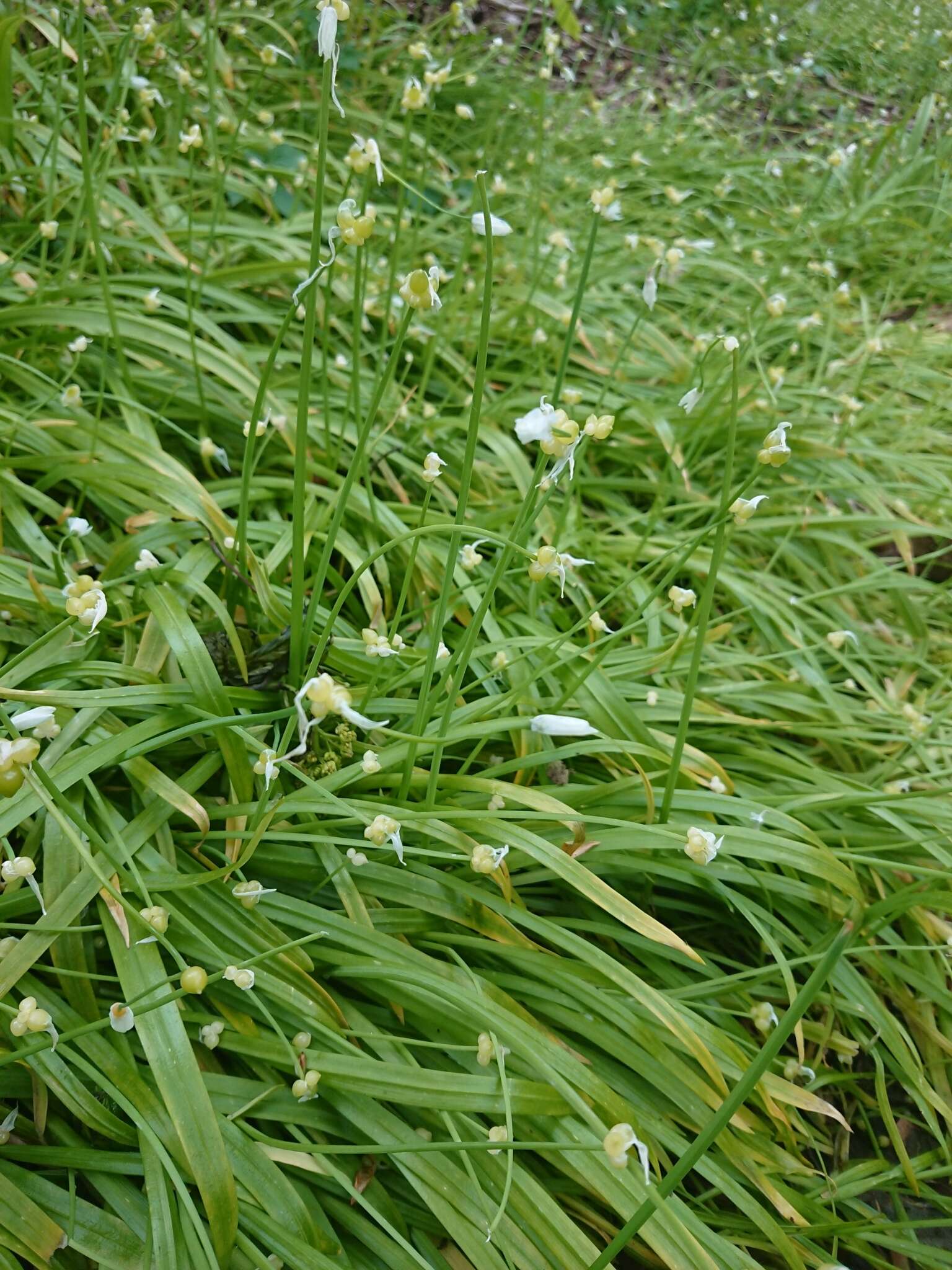 Image of few-flowered leek