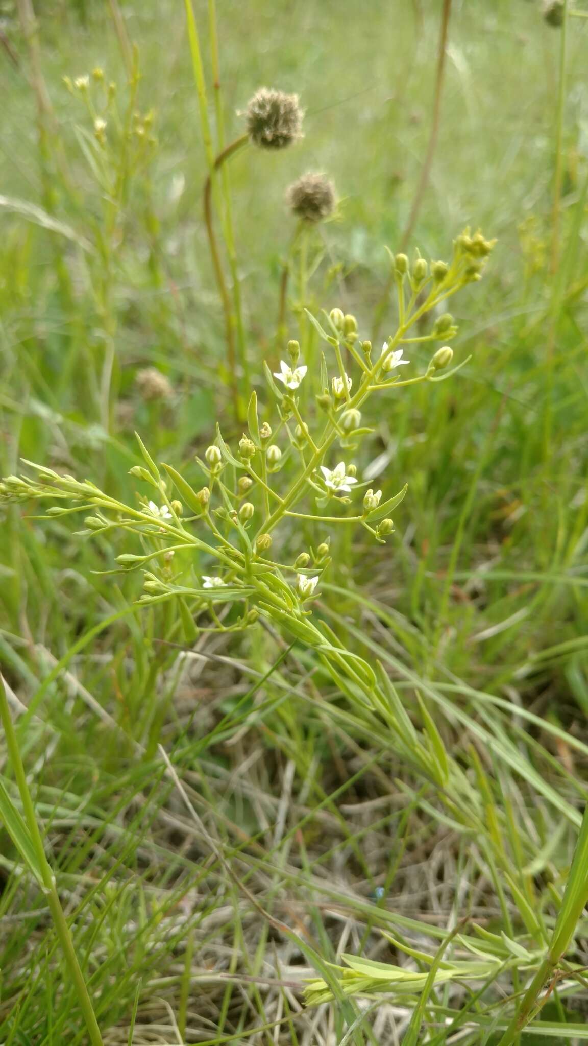 Image of flaxleaf