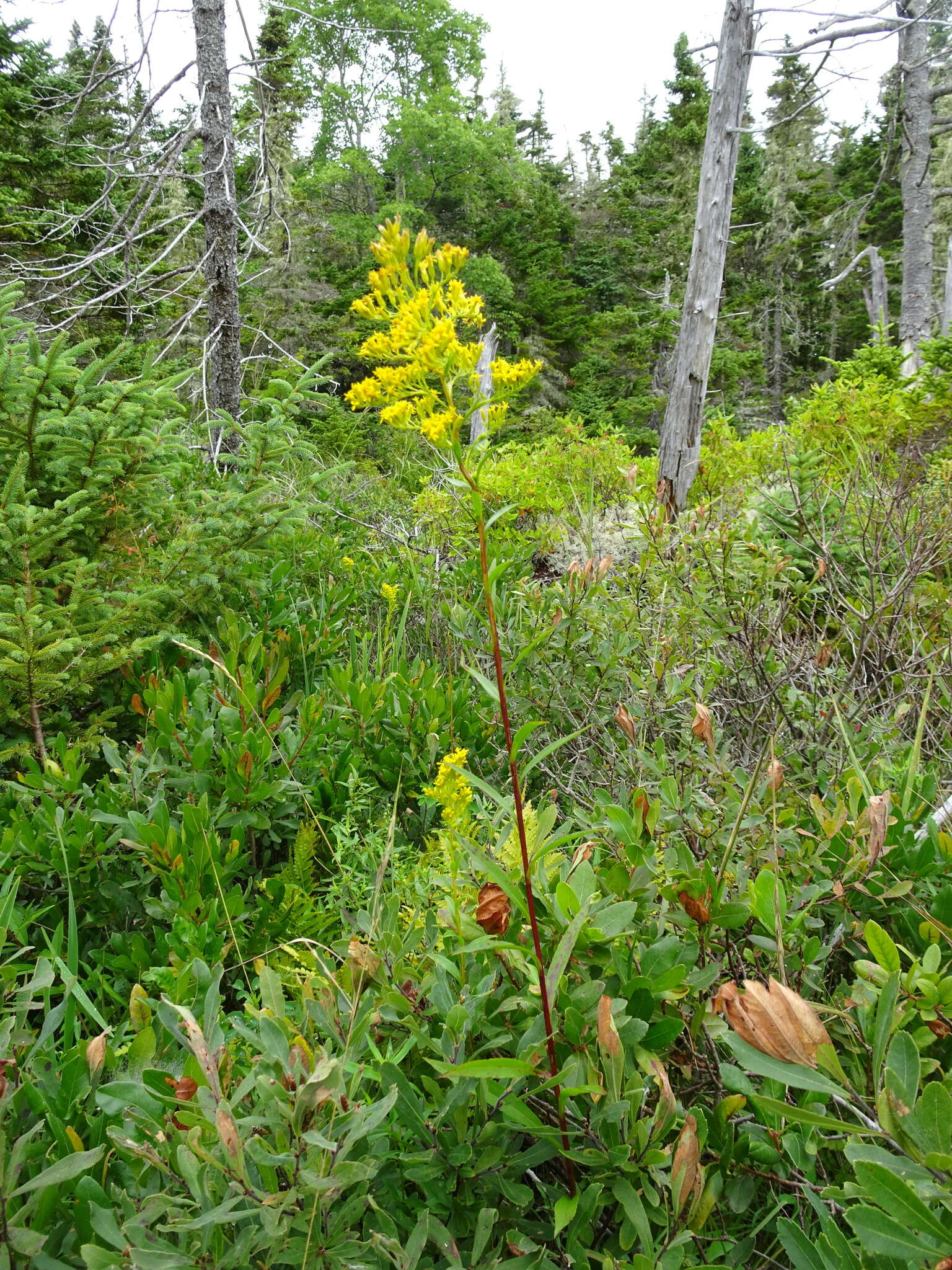 Image of bog goldenrod