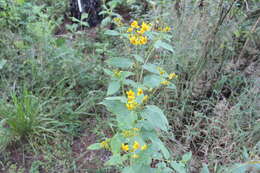 Image of Perymenium globosum Robinson