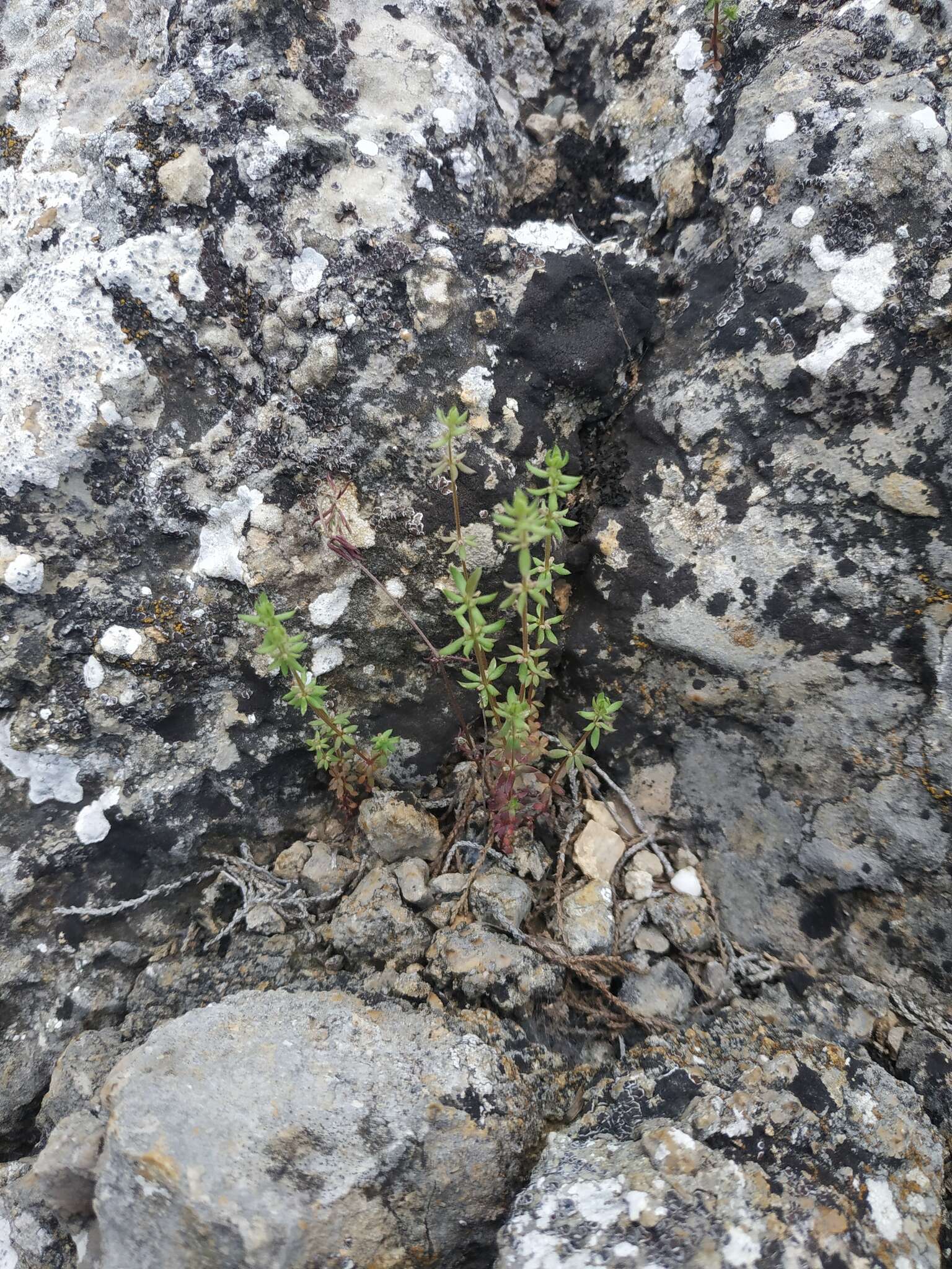 Image of Galium tenuissimum M. Bieb.