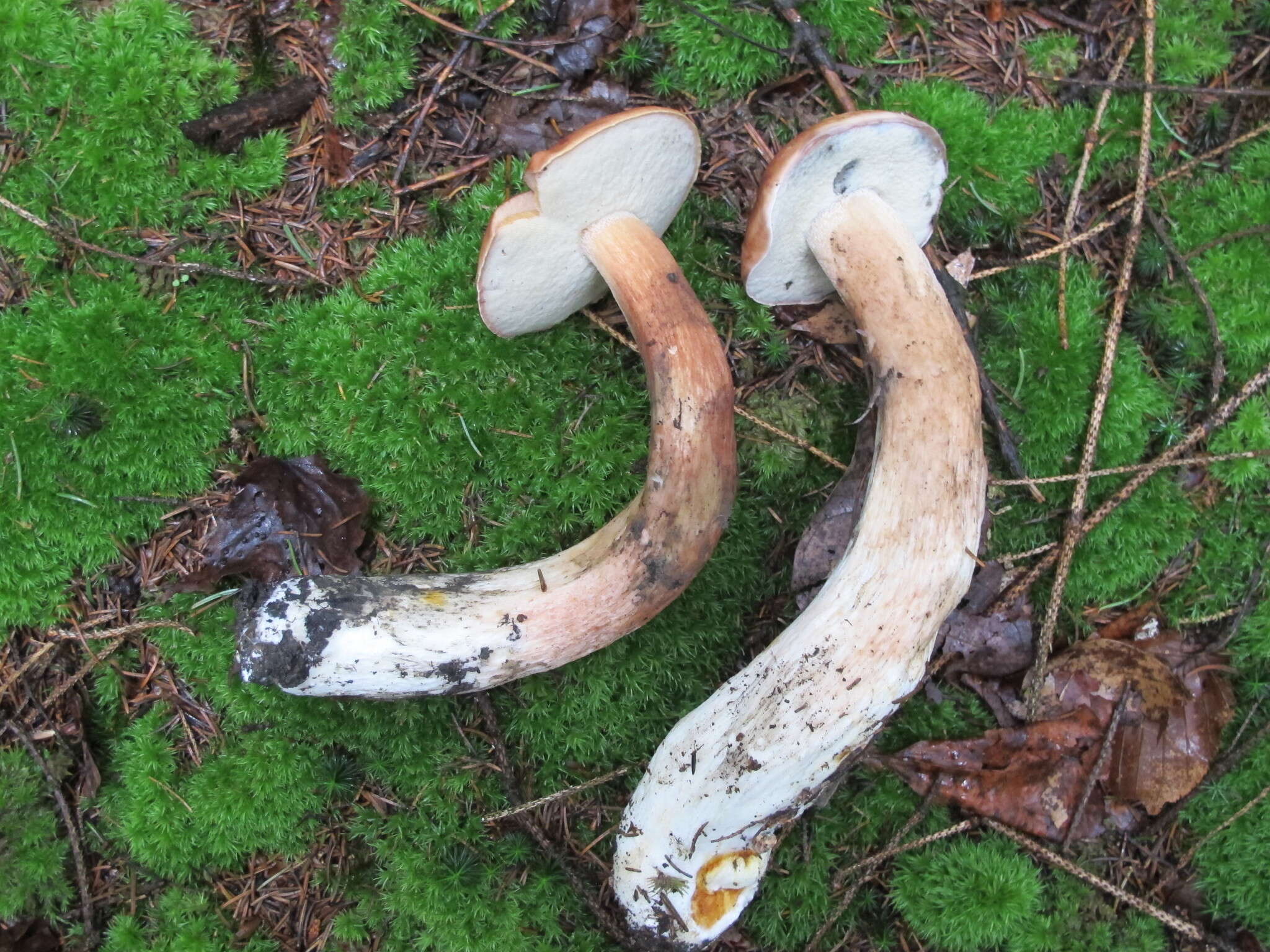 Sivun Boletus subcaerulescens (E. A. Dick & Snell) Both, Bessette & A. R. Bessette 2000 kuva