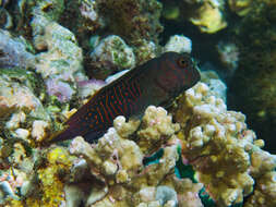 Image of Red-streaked Blenny