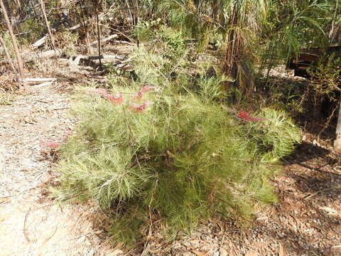 Image of Grevillea dryandri R. Br.