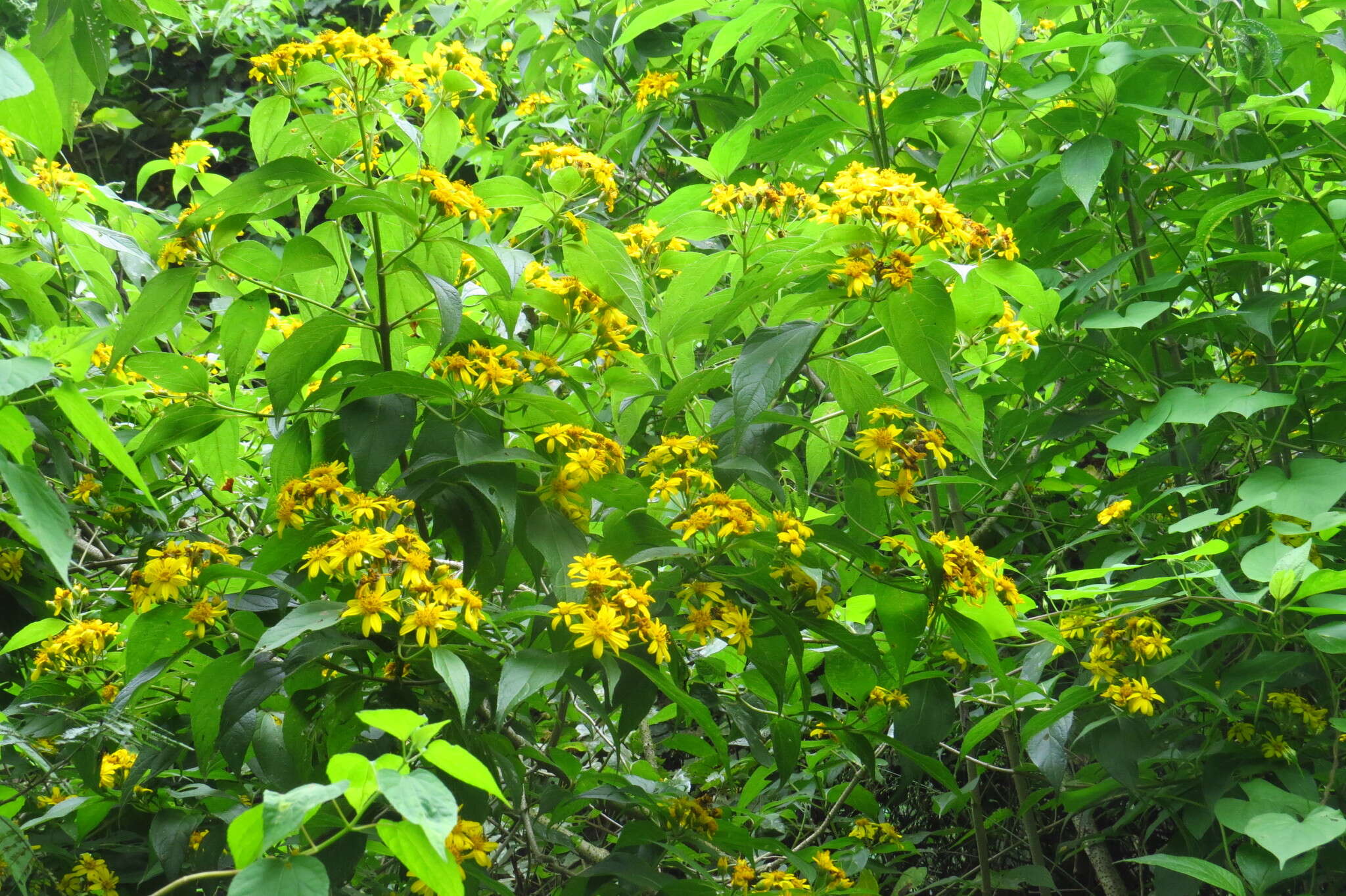 Image of Lasianthaea fruticosa (L.) K. Becker