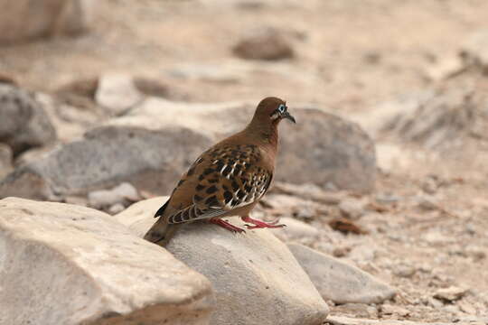 Image of Zenaida galapagoensis galapagoensis Gould 1841