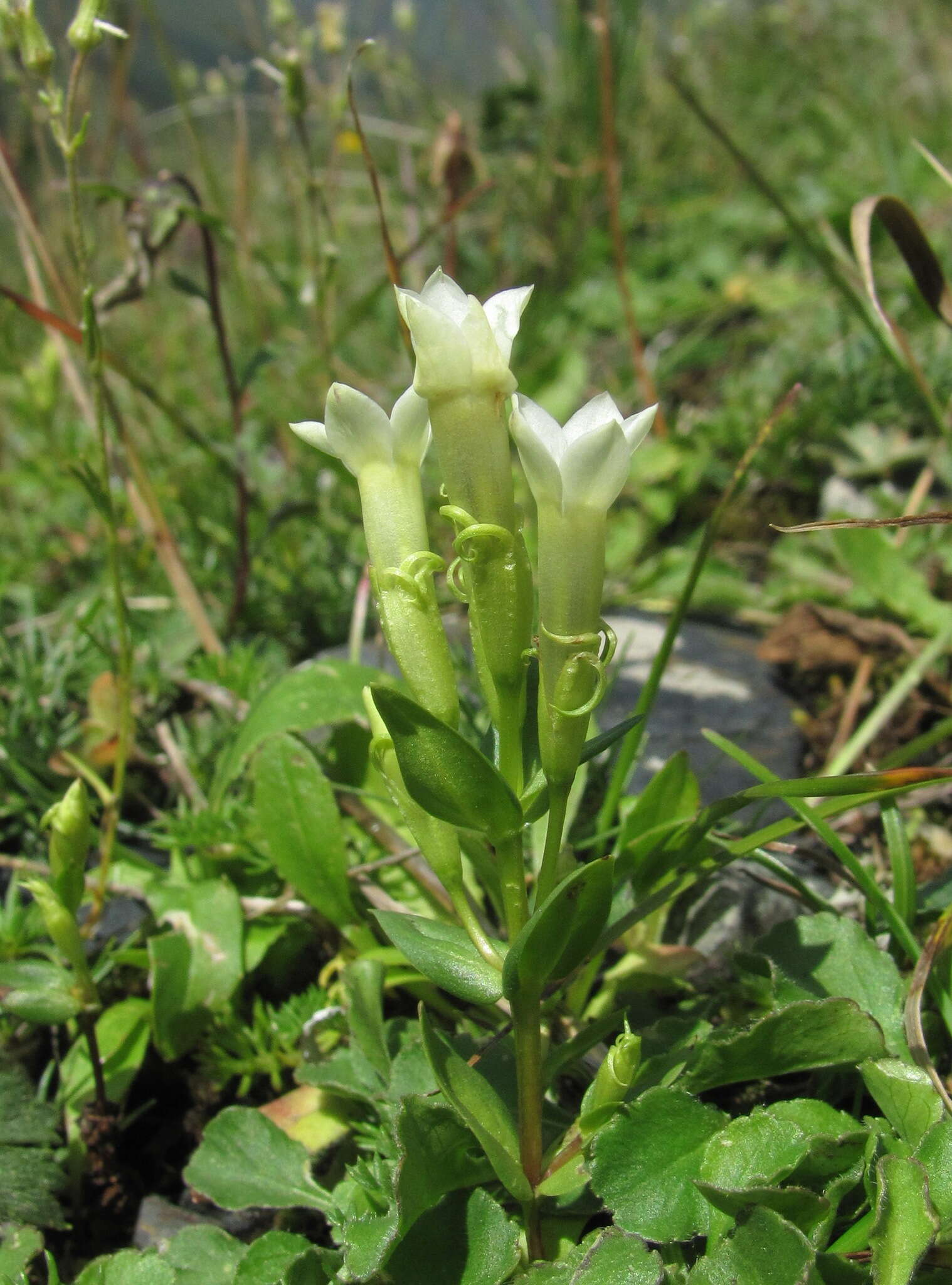 Image de Gentianella caucasea (Loddiges ex Sims) J. Holub