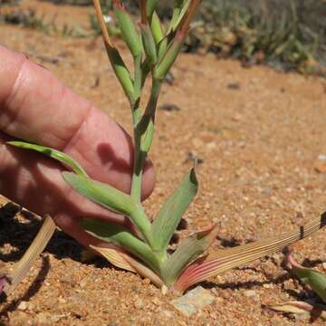 Image of Lapeirousia fabricii subsp. fabricii