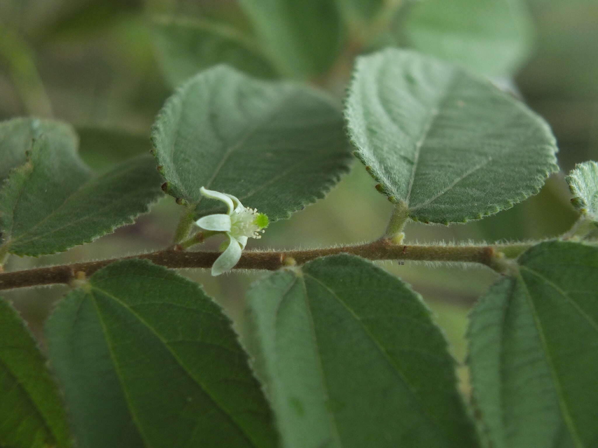 Image of Grewia hirsuta Vahl