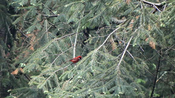 Image of Red Warbler