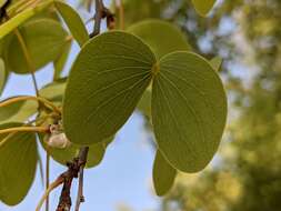 Image of Lysiphyllum cunninghamii (Benth.) de Wit