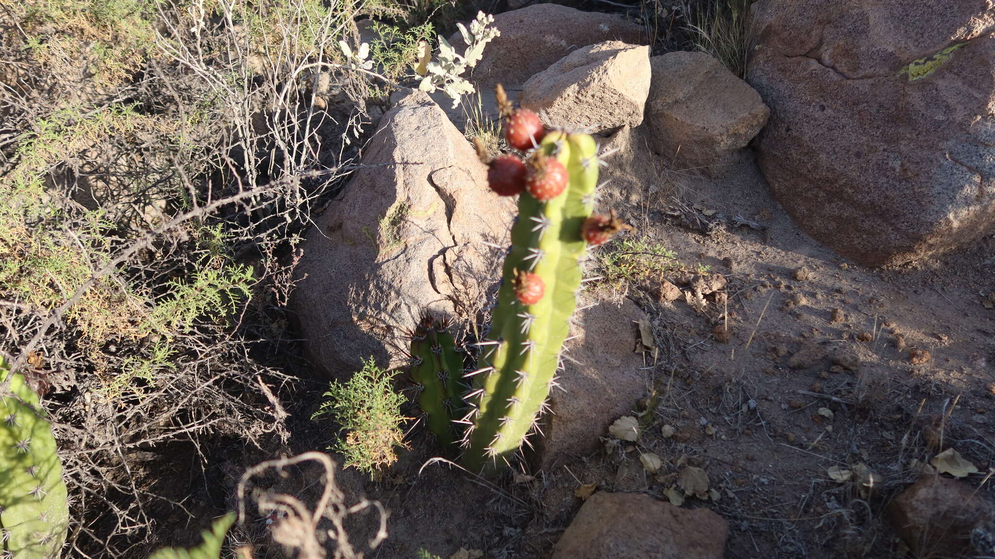 Image of Corryocactus aureus (F. A. C. Weber) Hutchison