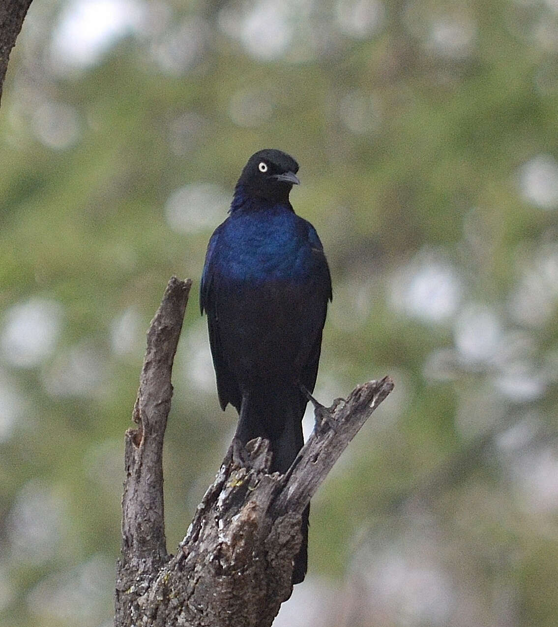 Image of Rueppell's Glossy-Starling