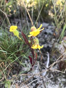 Image of Senecio abruptus Thunb.