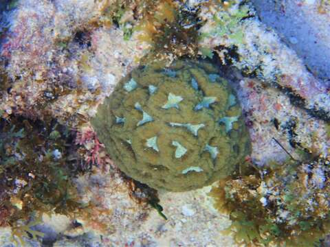 Image of Rough star coral
