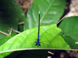 Image of Argia oculata Hagen ex Selys 1865