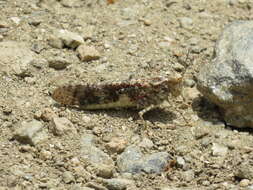 Image of Shasta Grasshopper