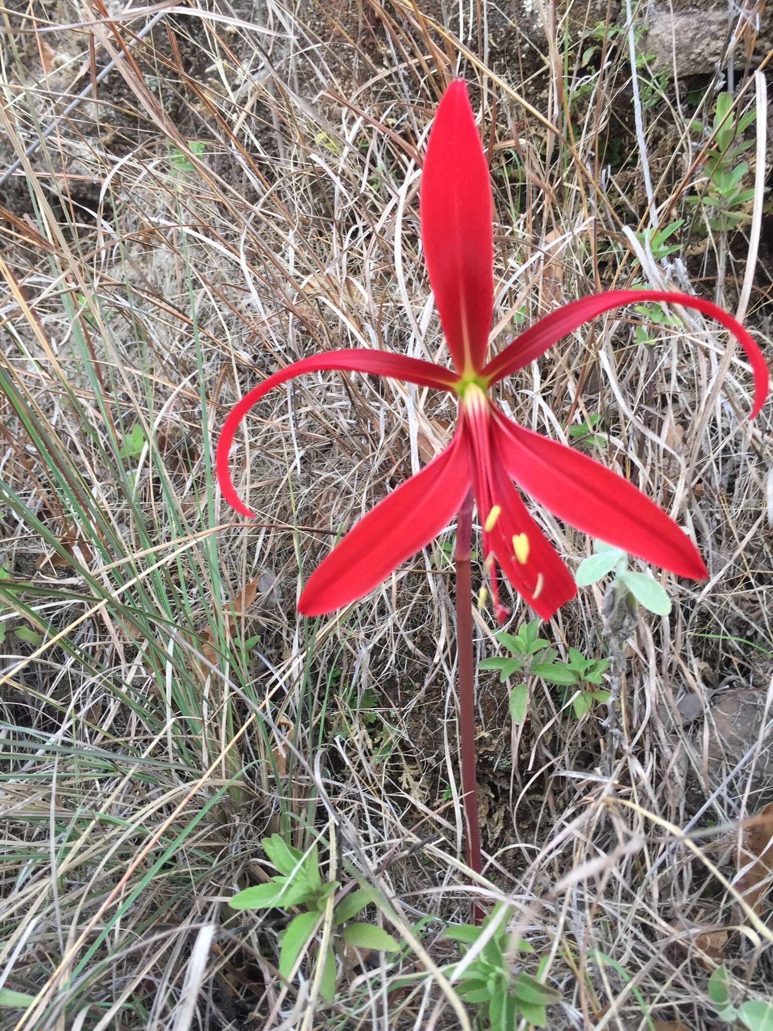 Image of Jacobean Lily