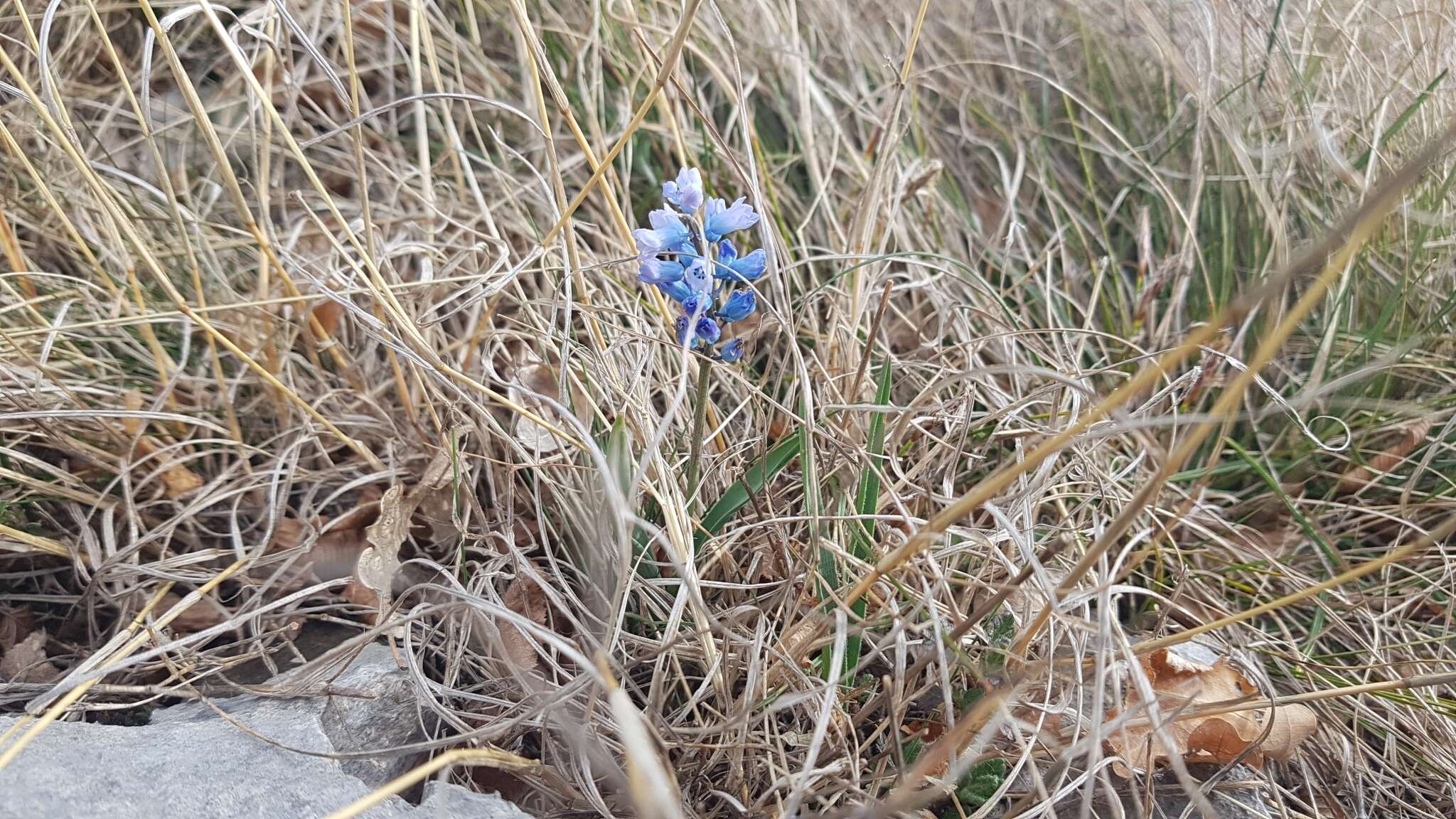 Image of Hyacinthella dalmatica Chouard