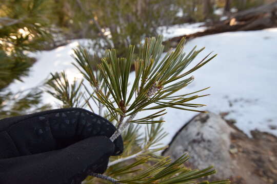 Image of western white pine