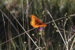 صورة Speyeria nokomis Edwards 1862