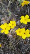 Image de Pachypodium brevicaule Baker